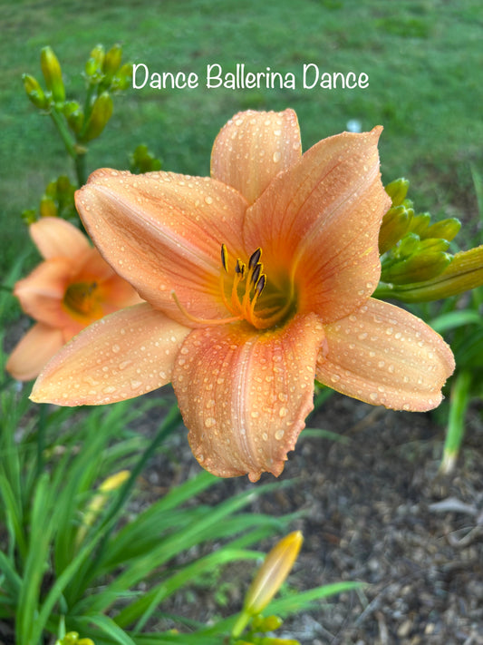 Dance Ballerina Dance