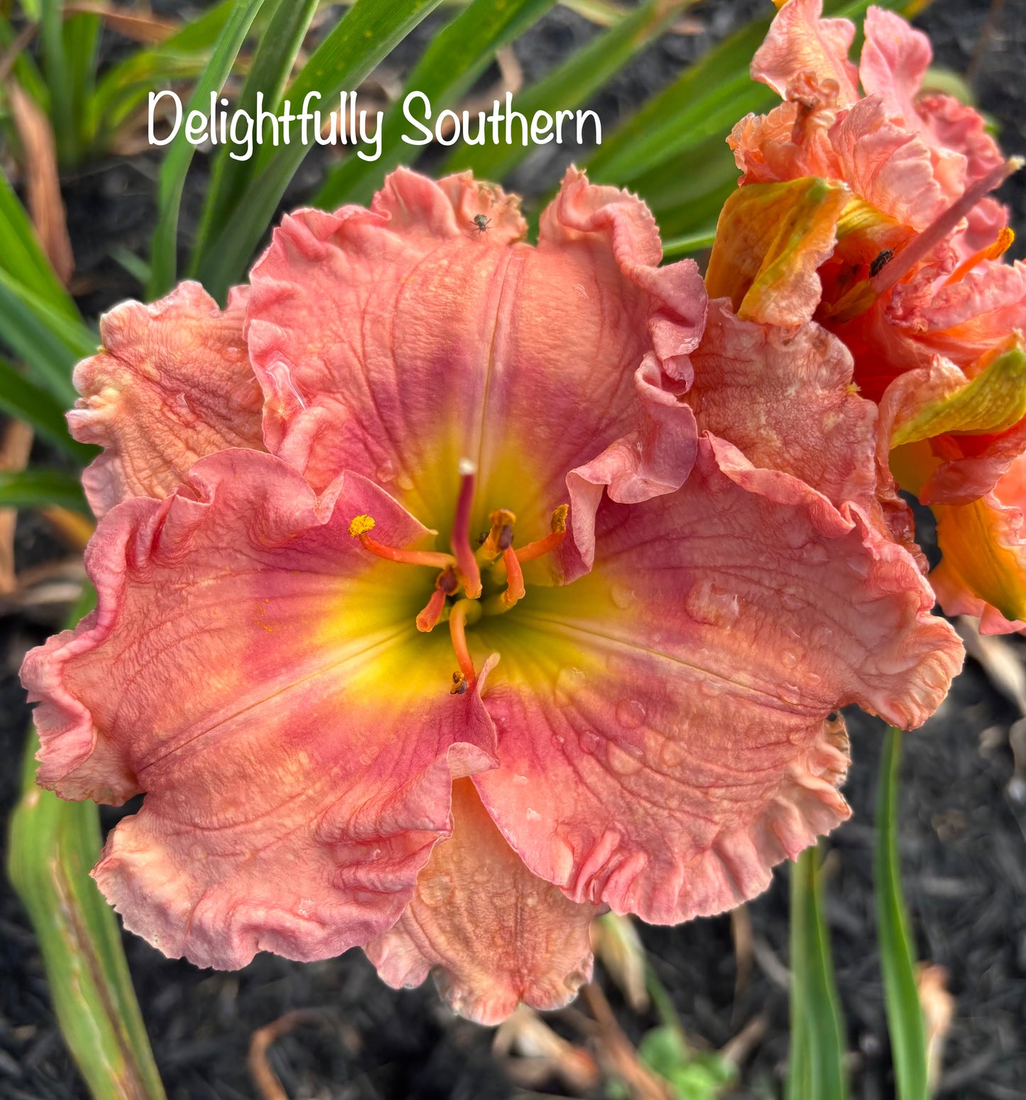 Delightfully Southern