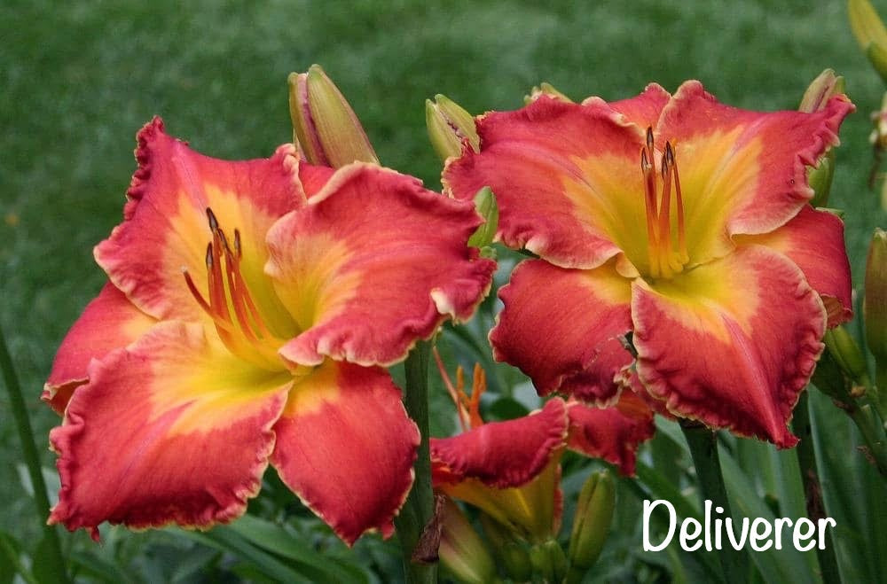 Deliverer