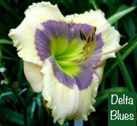 Delta Blues