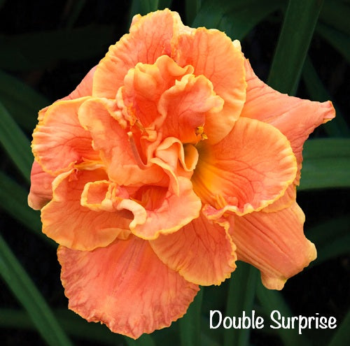 Double Surprise