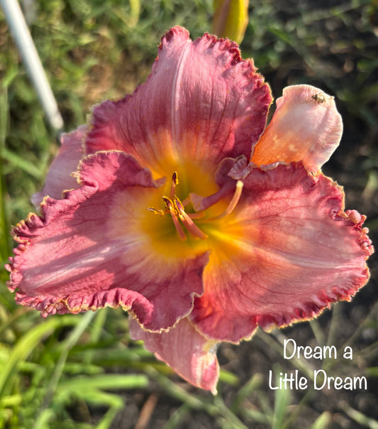 Dream a Little Dream