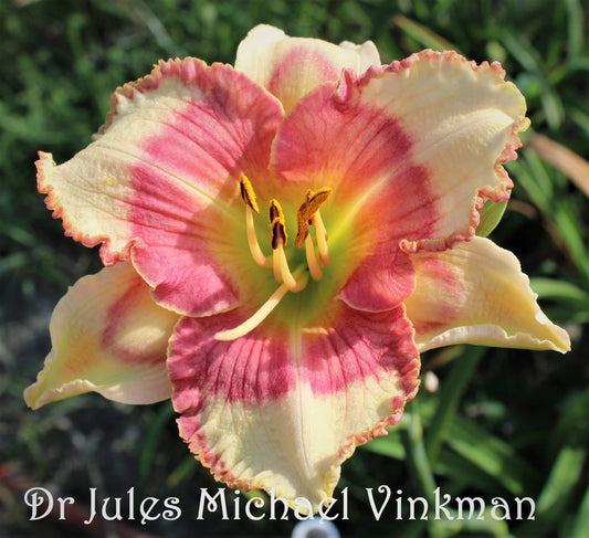 Dr Jules Michael Vinkman