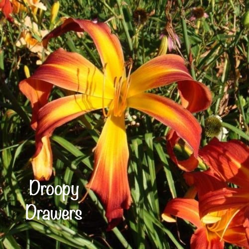 Droopy Drawers