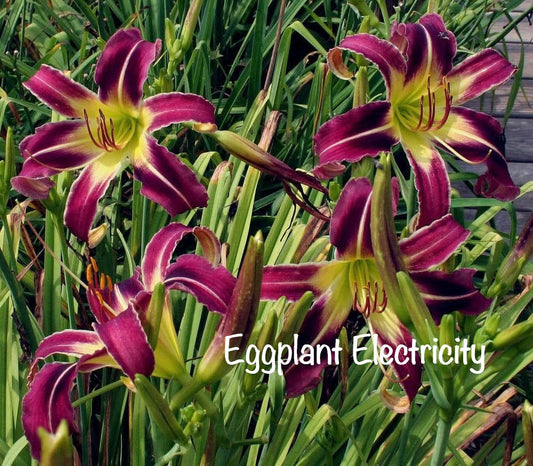 Eggplant Electricity