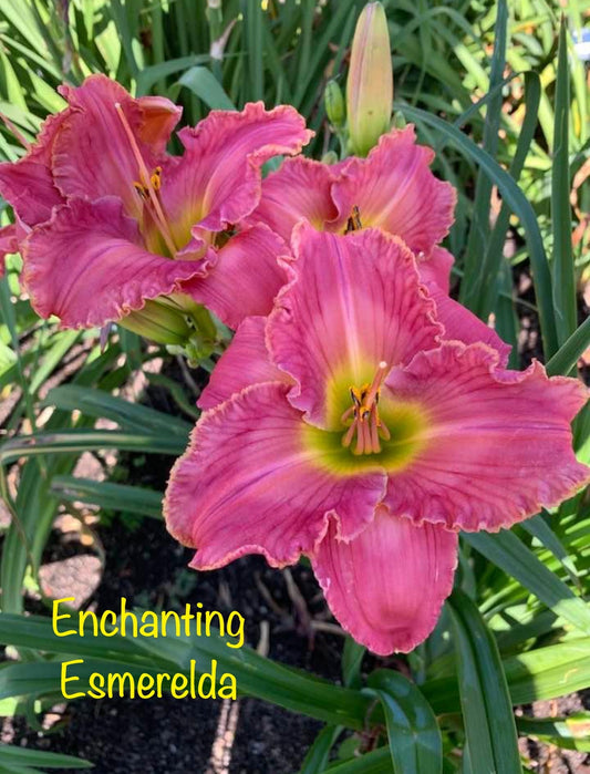 Enchanting Esmerelda