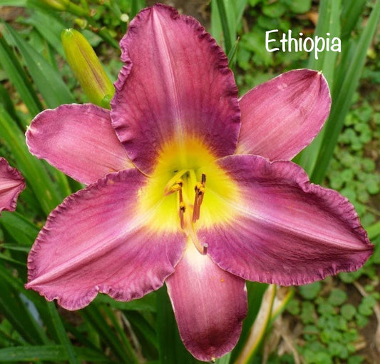 Ethiopia