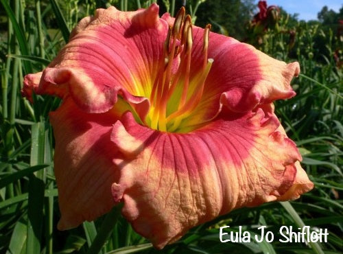 Eula Jo Shiflett