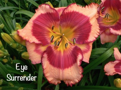 Eye Surrender