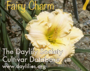 Fairy Charm