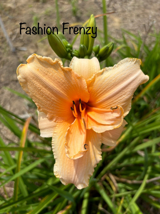 Fashion Frenzy
