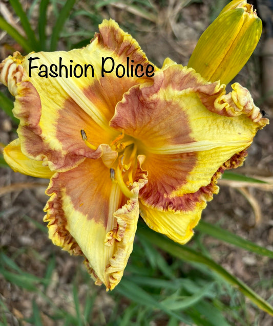 Fashion Police