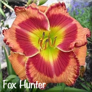 Fox Hunter