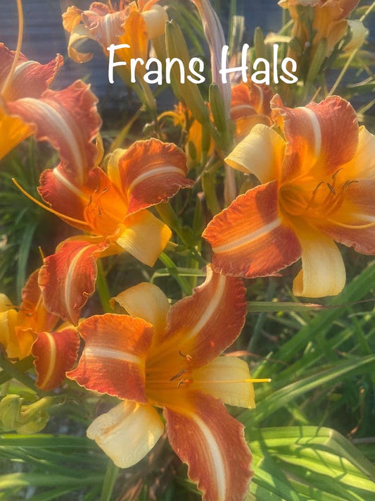 Frans Hals