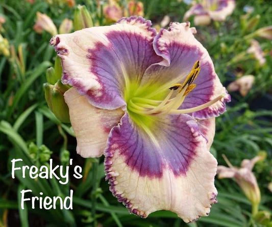 Freaky's Friend