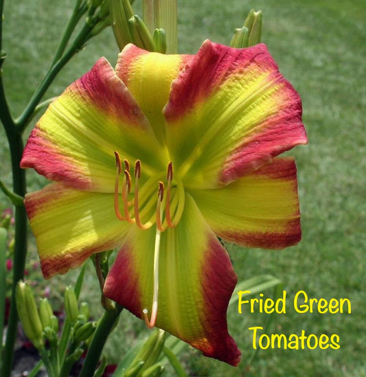 Fried Green Tomatoes