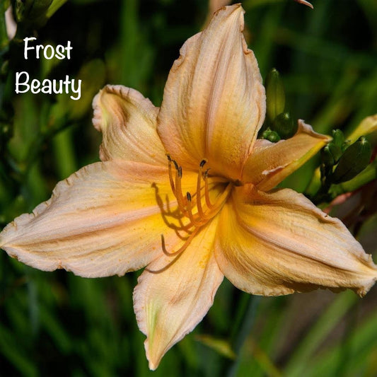 Frosty Beauty