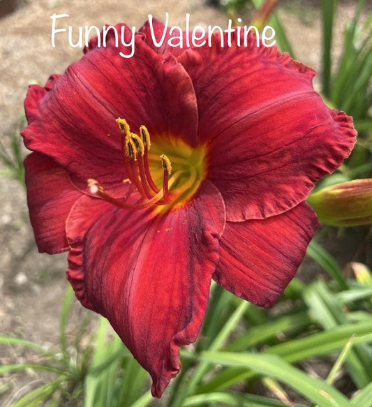 Funny Valentine