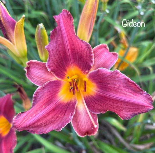Gideon