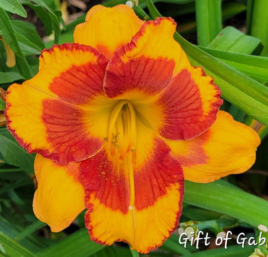 Gift of Gab