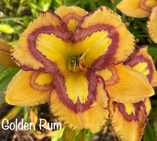 Golden Rum