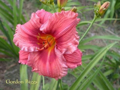 Gordon Biggs