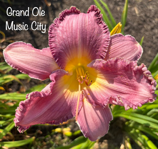 Grand Ole Music City