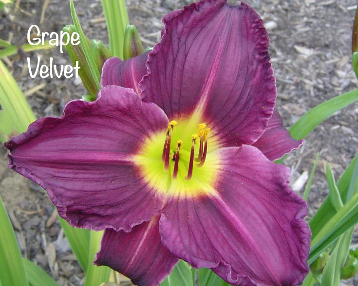 Grape Velvet