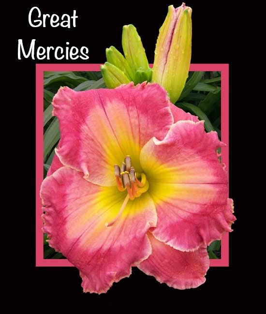 Great Mercies
