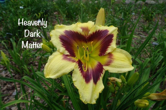 Heavenly Dark Matter