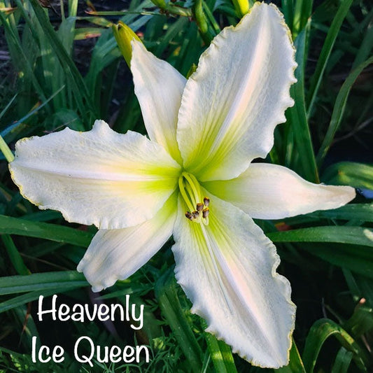 Heavenly Ice Queen