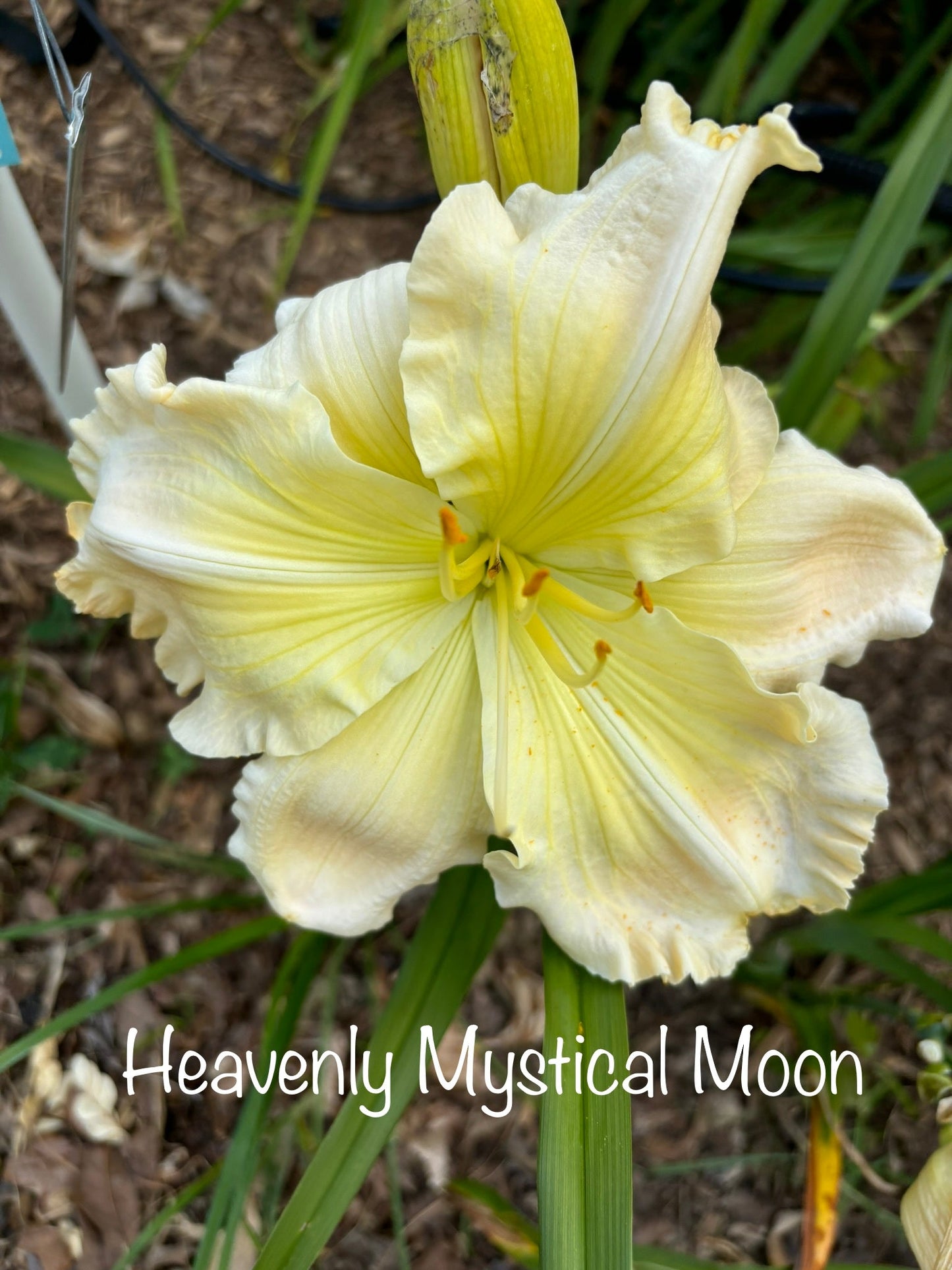 Heavenly Mystical Moon