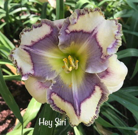 Hey Siri