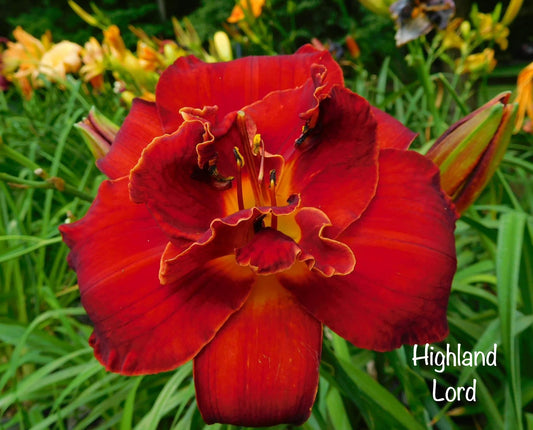 Highland Lord