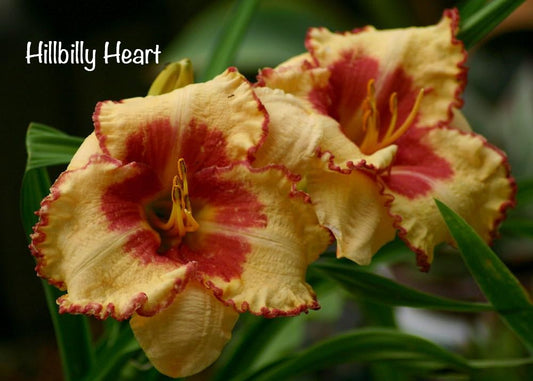 Hillbilly Heart