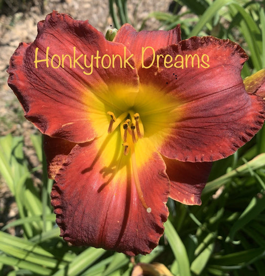 Honky Tonk Dream