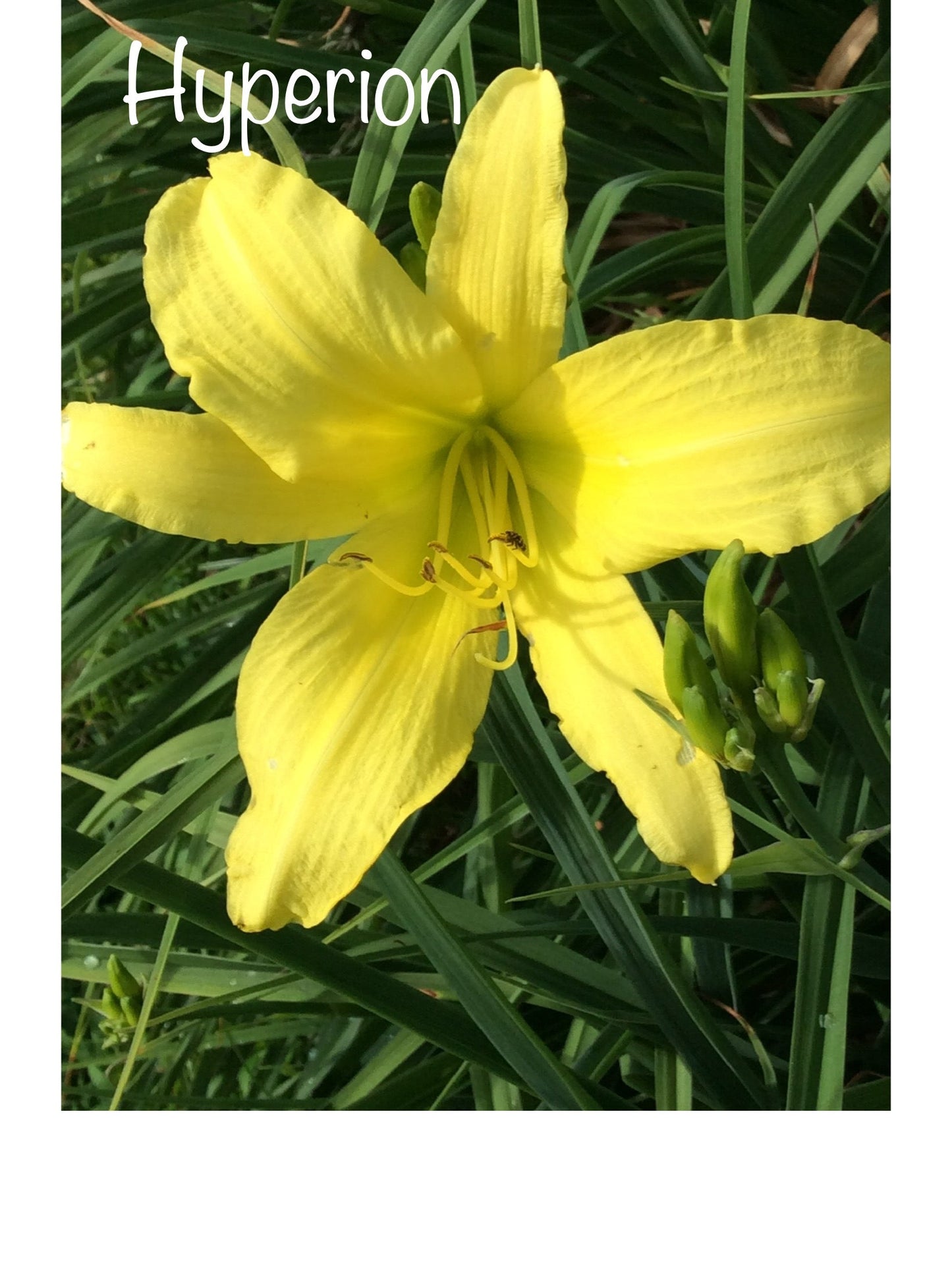 Hyperion