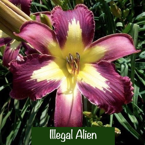 Illegal Alien