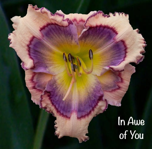 In Awe of You