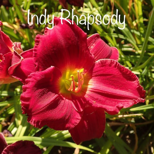Indy Rhapsody