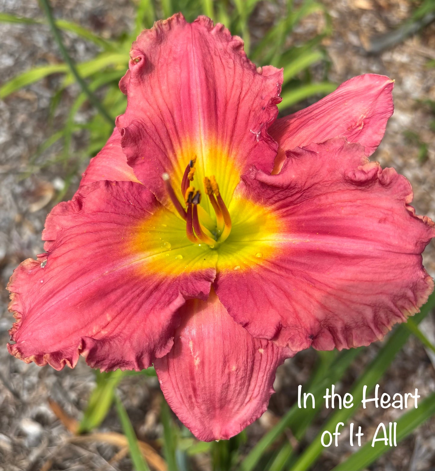 In the Heart of It All