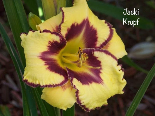 Jacki Kropf