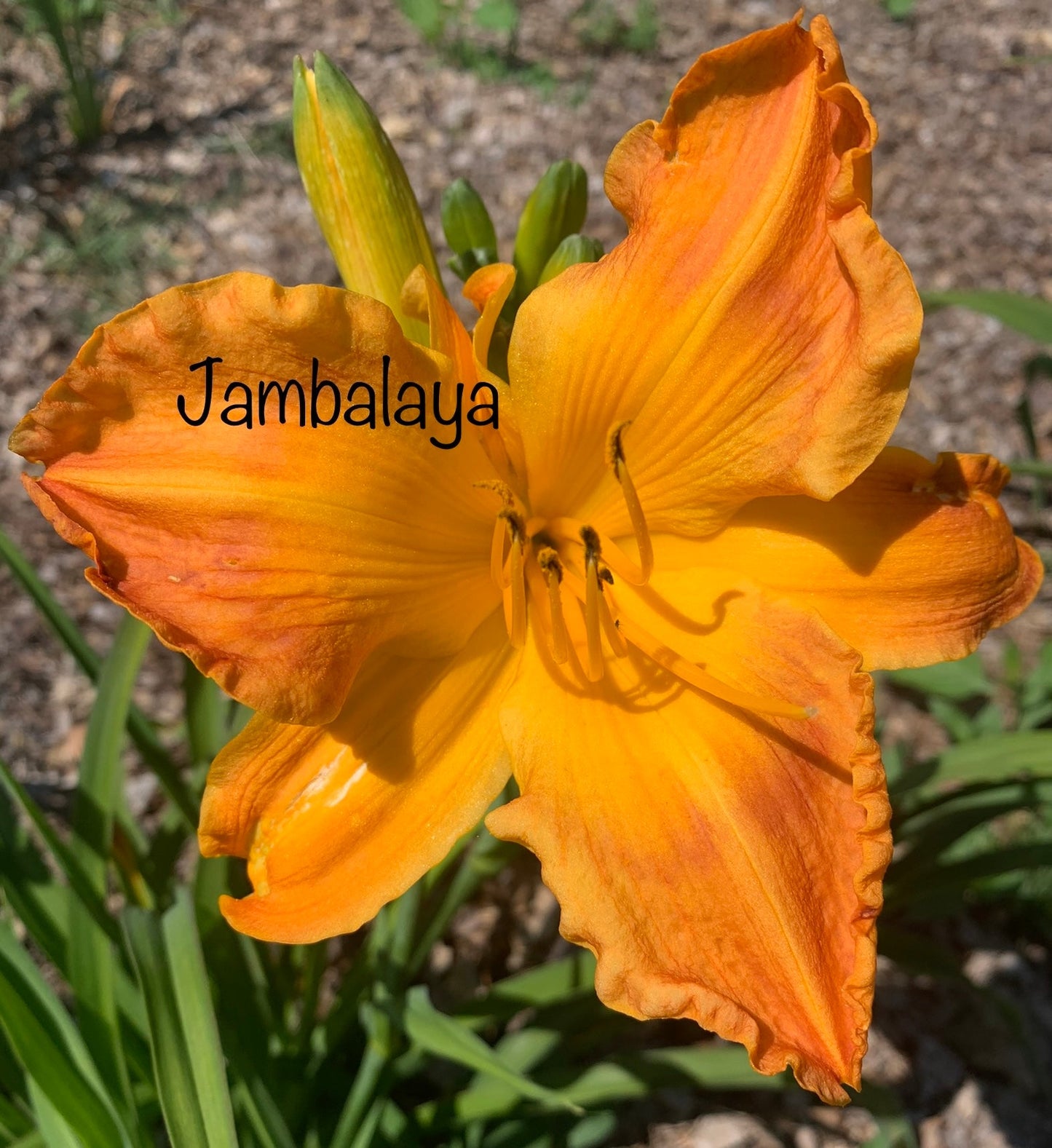 Jambalaya