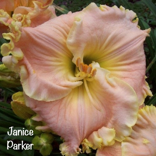 Janice Parker