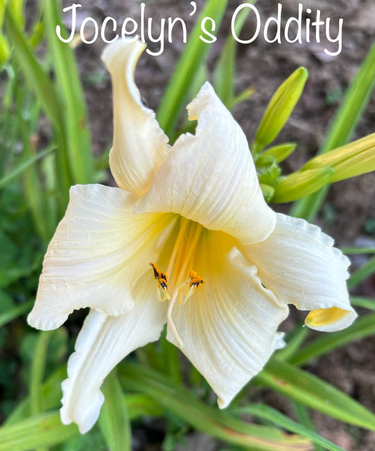 Jocelyn's Oddity
