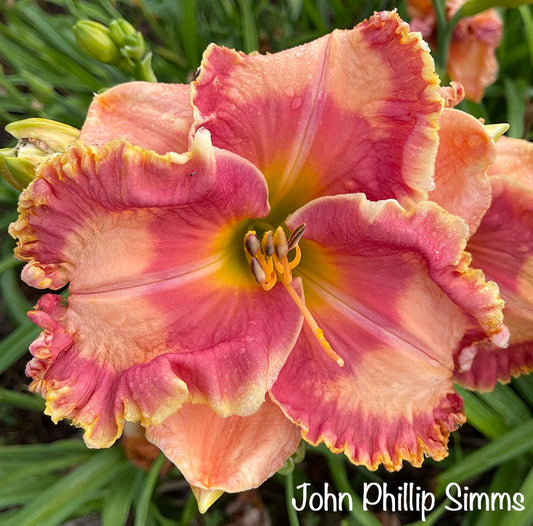 John Phillip Simms