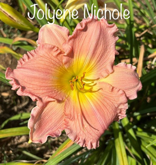 Jolyene Nichole