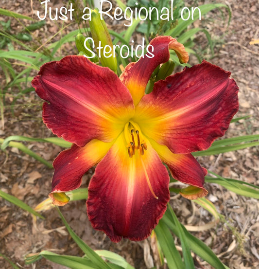 Just a Regional on Steroids