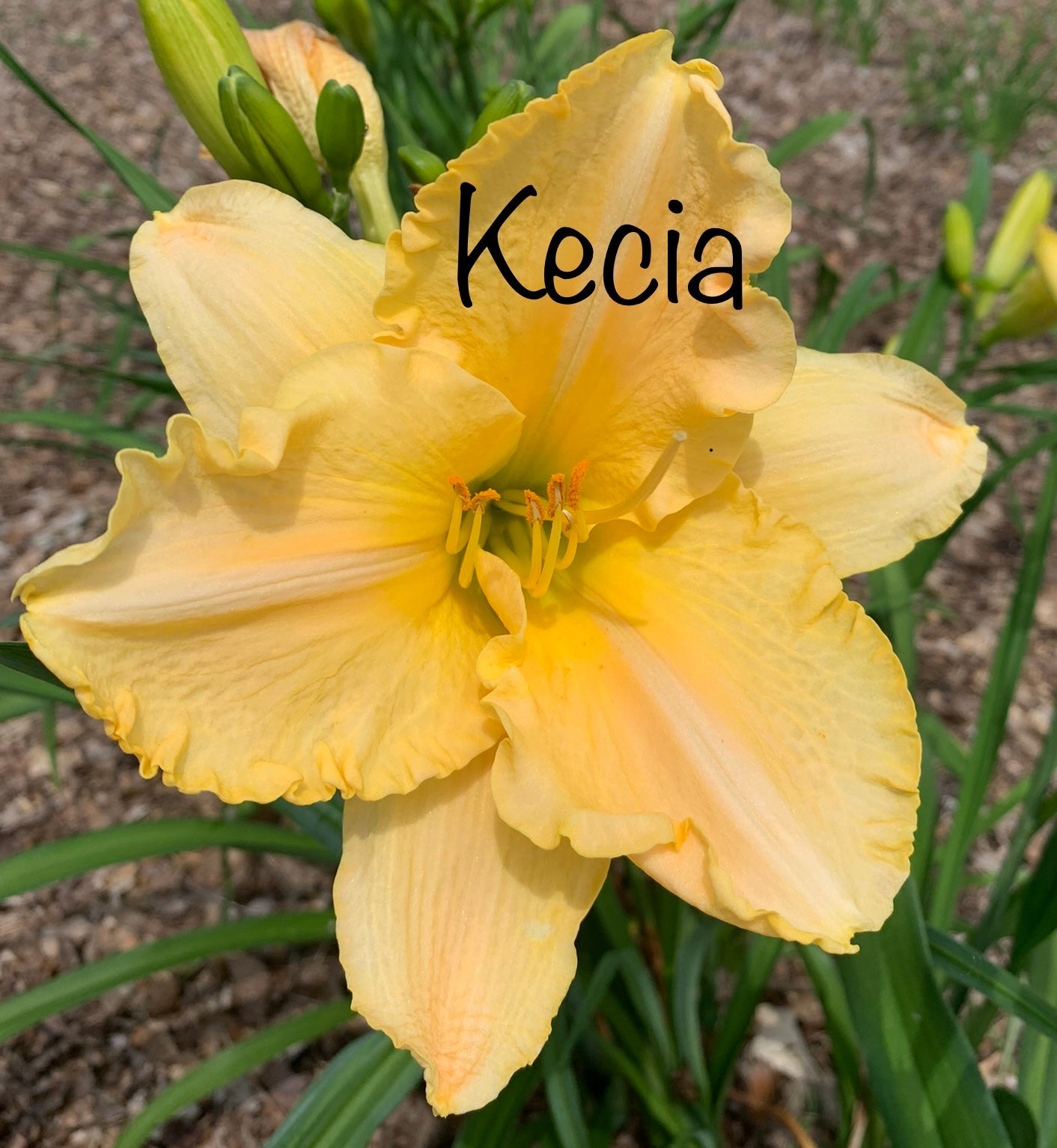 Kecia