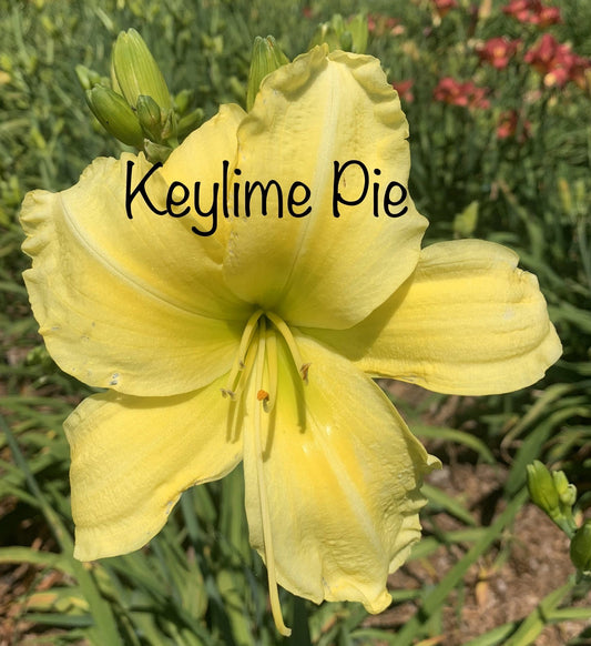 Key Lime Pie
